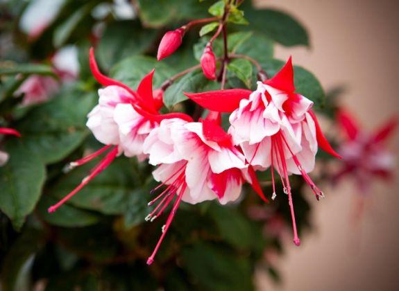 Beautiful gardens